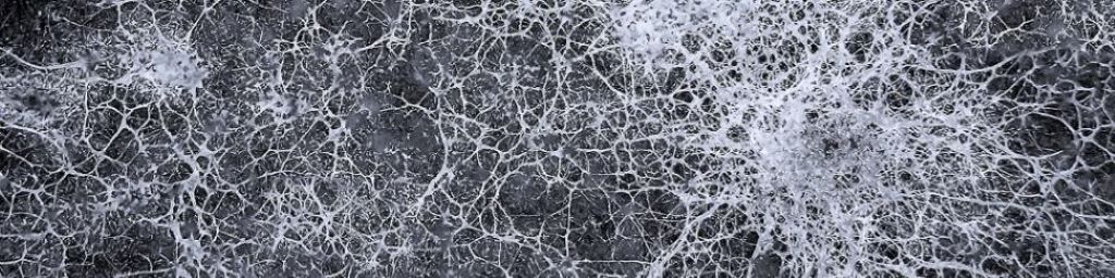 Mycelium Network header image