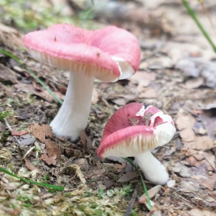 Two small gilled mushrooms with a red top and creamy white gills and stem.