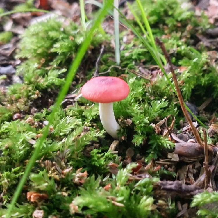 A very small red topped mushroom with a white stem sprouting from a bed of soft damp moss.