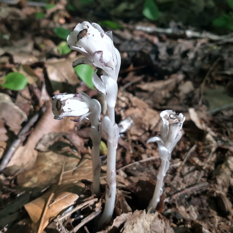 Three blooming white and black tipped Ghost Pipe flowers.