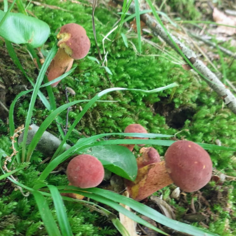 Cluster of small red bolete mushrooms with a red and yellow stem and yellow flesh in a bed of moss.