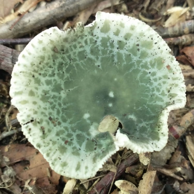 Top view of a gilled mushroom green at the center fading to white in a cracking pattern.