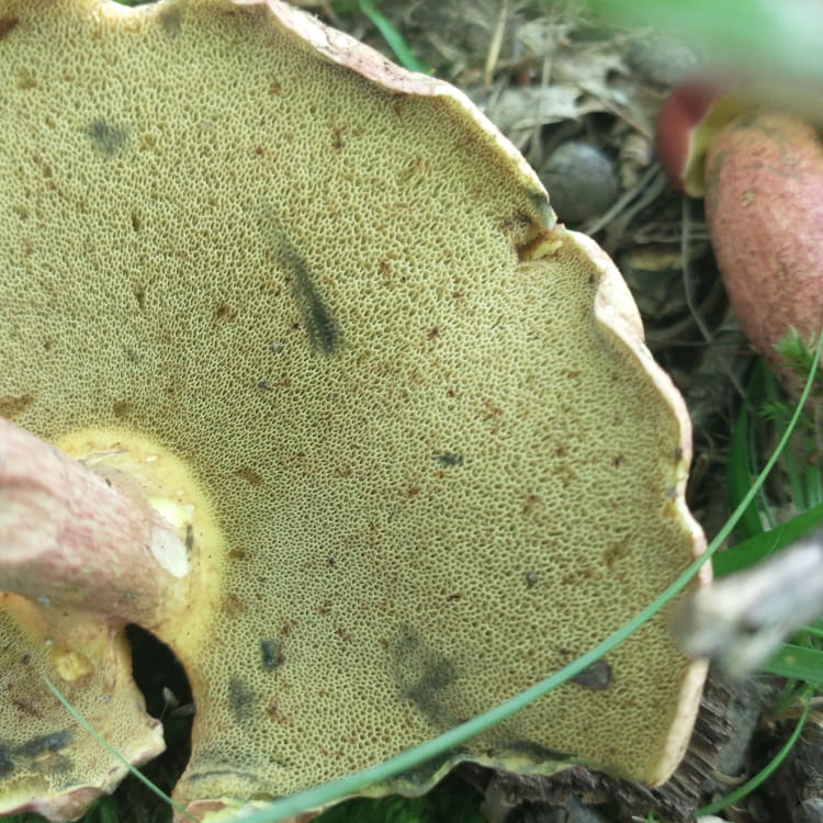 Bottomside of a bolete mushroom showing the yellow pores which are bruised almost black in spots.