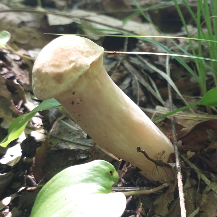 A suspiciously shaped light creamy yellow mushroom.