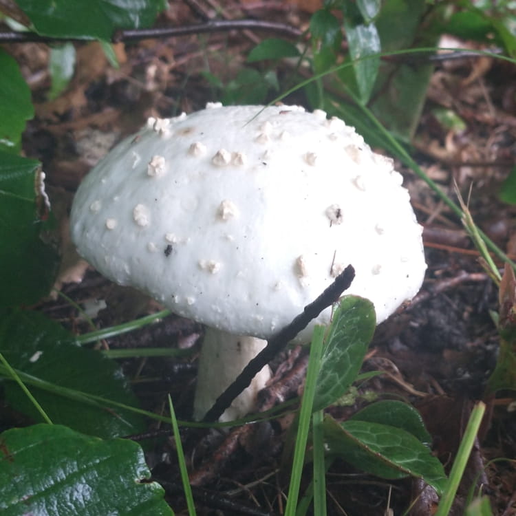 White Amanita mushroom covered in white spots.