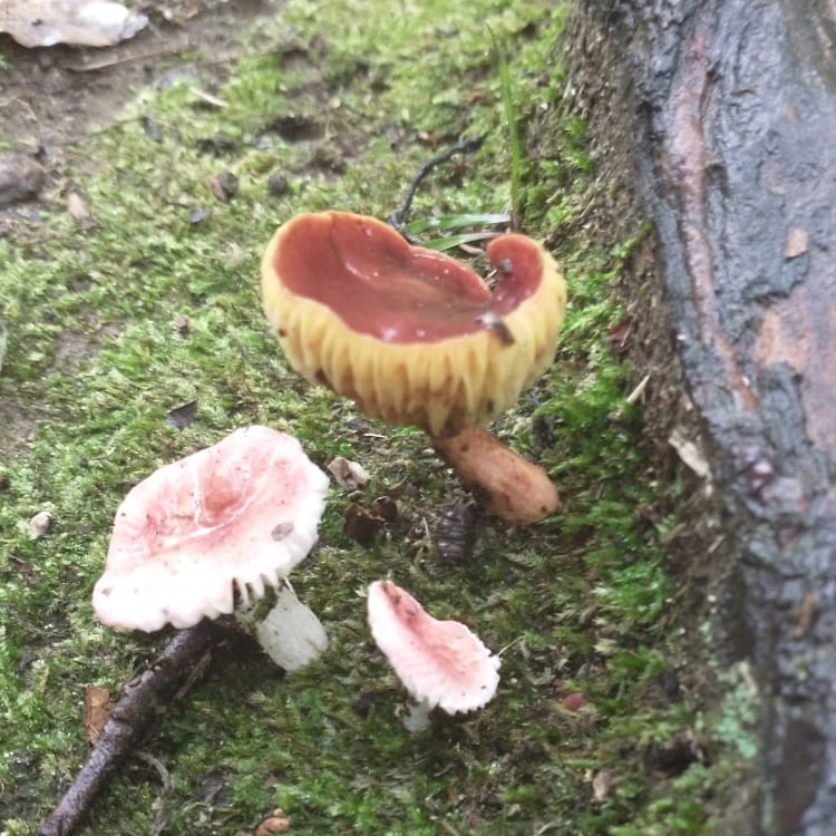 Three mushrooms, the largest has a brick red top above golden yellow gills stretched open to resemble a cup, the smaller two a muted red fading to a ghostly white.