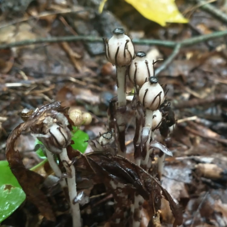 Ghostly white Ghostly Pipe flower buds emerging.