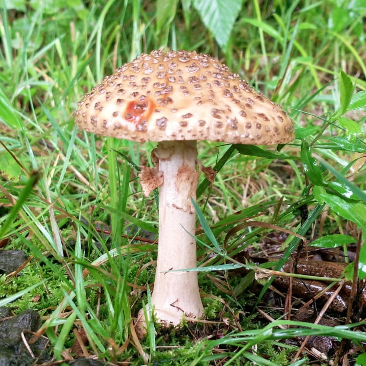 Tan Amanita mushroom glistening in the light after rain.