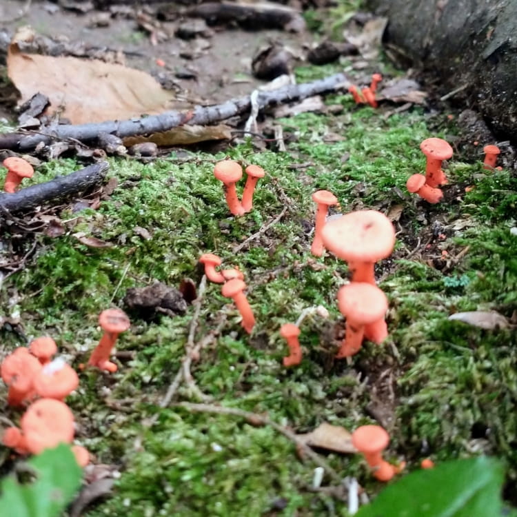 Cluster of very small orange wax cap mushrooms.