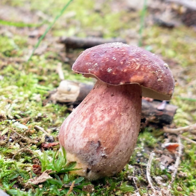 Small but fat brick red bolete.