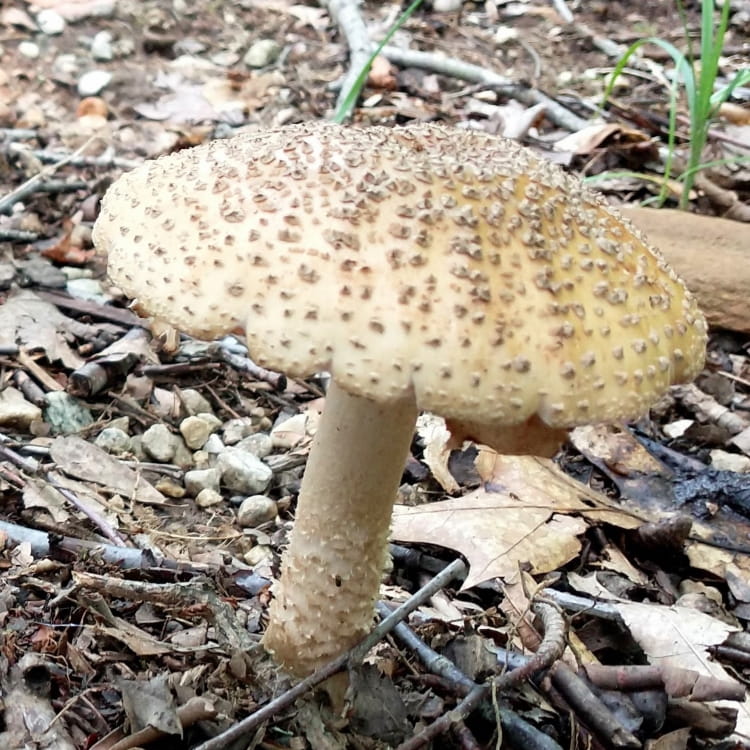 Another tan Amanita sprouted fromn the decaying leaves.