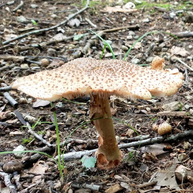 Amanita outstretched and ready to spready its spores.