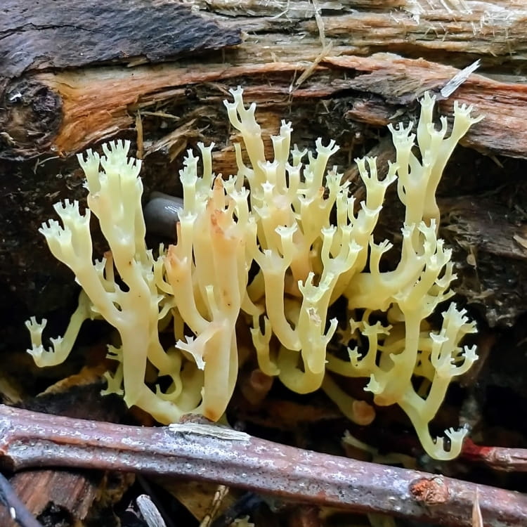 Sunny yellow coral mushroom emerging from a log.