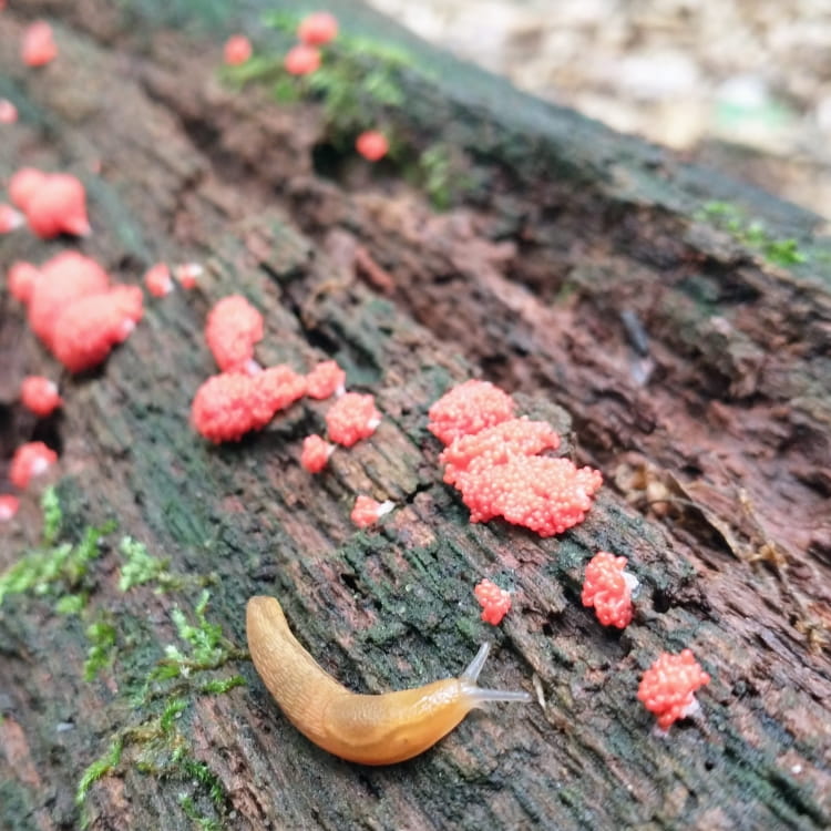 A cute slug on a log looks at small red balls of some sort of insect egg or something.