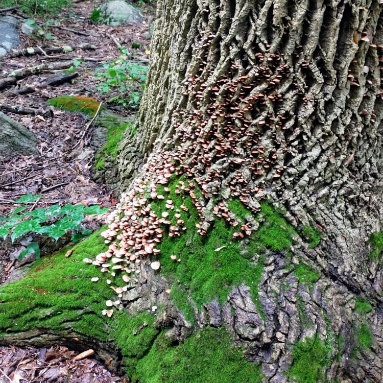 Large cluster of tiny shelf mushrooms on a tree