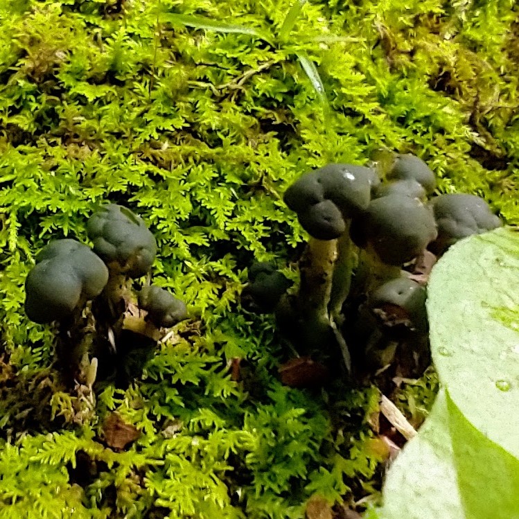 Cluster of tiny bubbly shaped black mushrooms in moss.