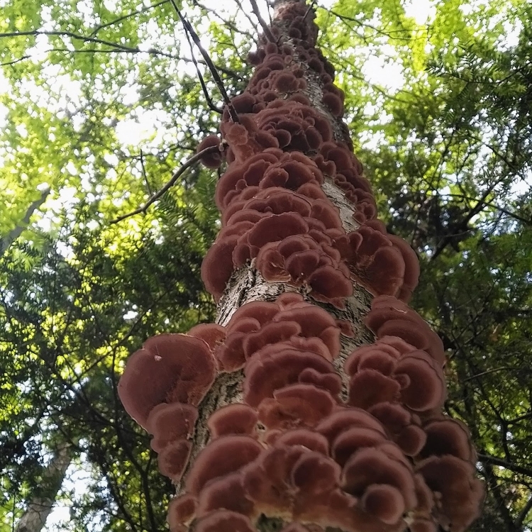 Underside of purplish scaley shelf mushrooms.