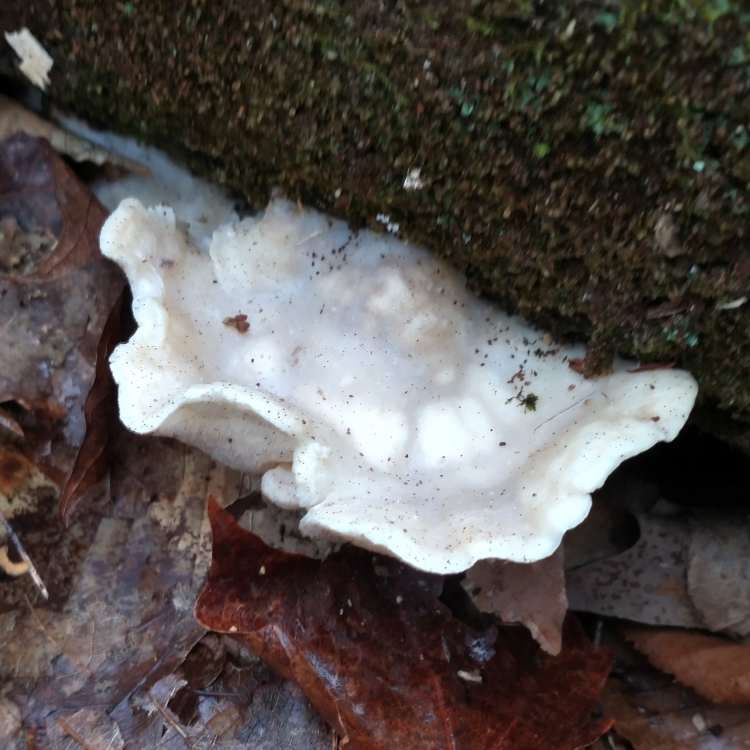 An almost pearlescent white shelf with wavy edges remniscent of a seashell.