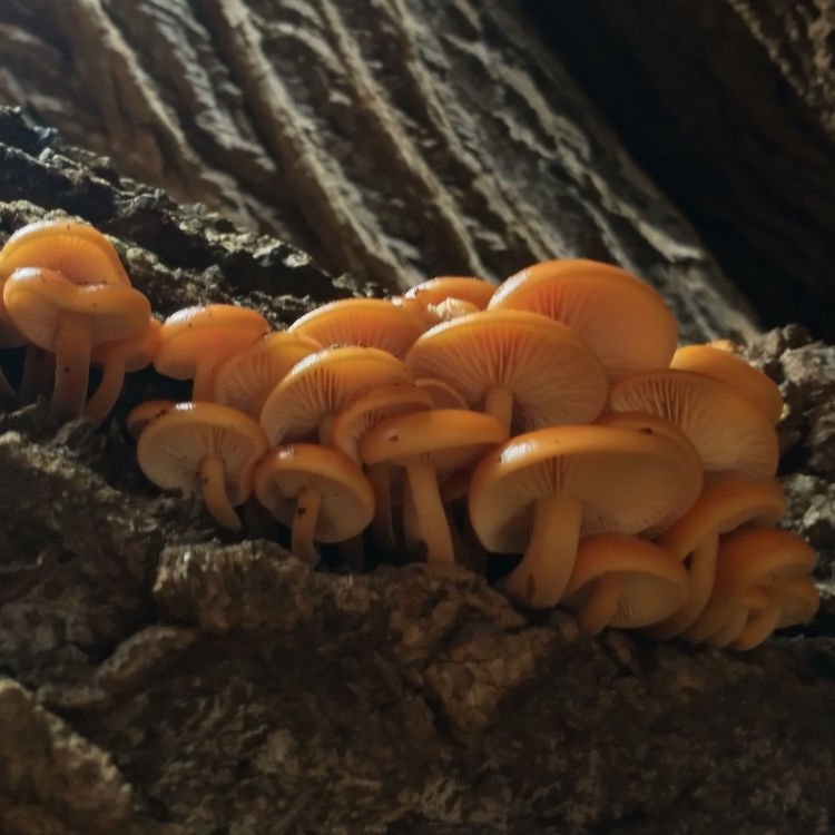 Light yellow gills of previous honey colored mushrooms.