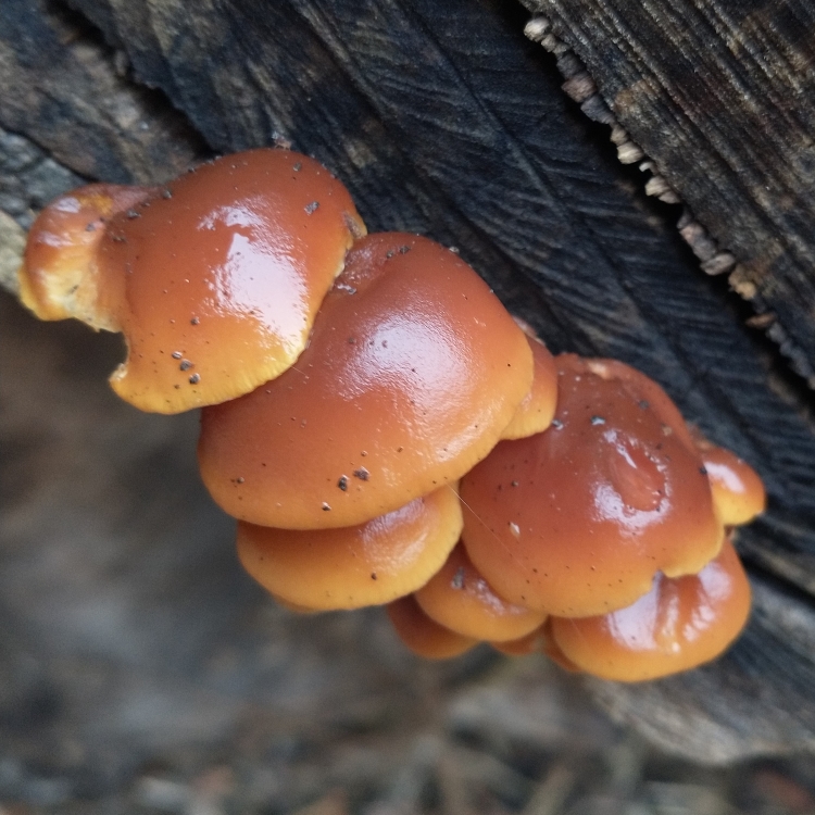 Small bunch of glistening honey colored gilled mushrooms.