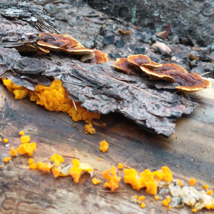 In the background are rusty brown shelfs with light cream yellow gills, in front are blobs of bright yellow orange jelly fungus.