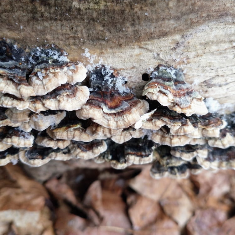 Scaley dark brown shelf mushrooms with light tan edges speckles with snow.