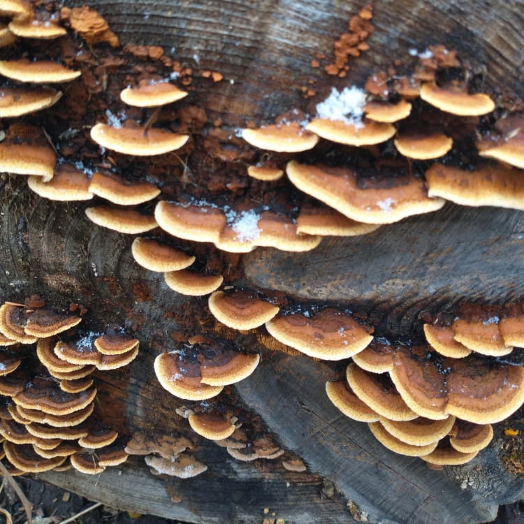 Collection of leathery shelfs with a dark brown base and a ring of lighter brown followed by tan on the edge of a cut log sprinkled with snow.