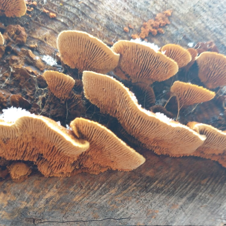 Underside of the leathery brown shelf showing yellowish tan gills.