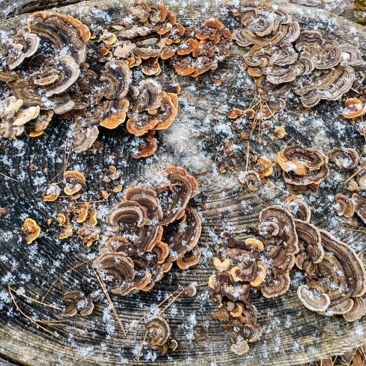 Shelfs with various brown shades on the end of a cut log covered in a sprinkle of snow.
