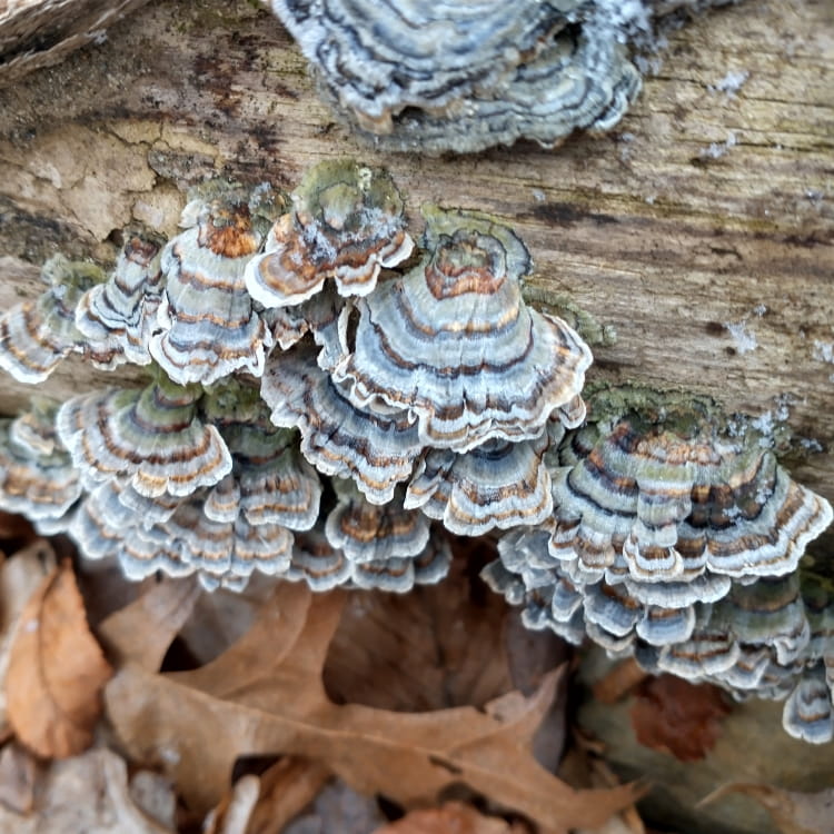 AS cluster of probably turkey tail mushrooms, light gray-blue with dark brown bands.