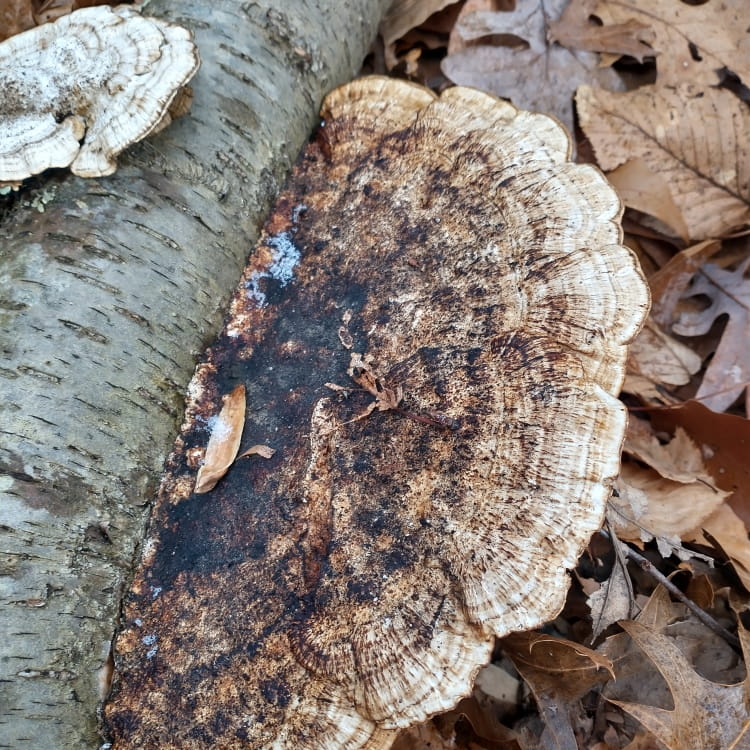 Very large dirty white polypore.