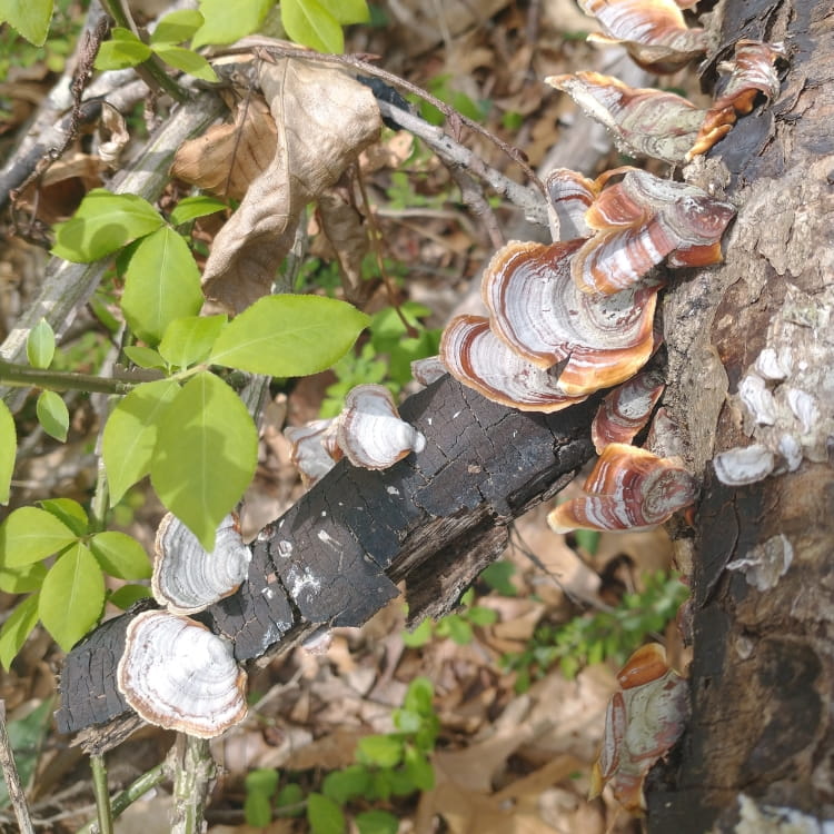 Ashy white scaley shelfs with honey colored bands.