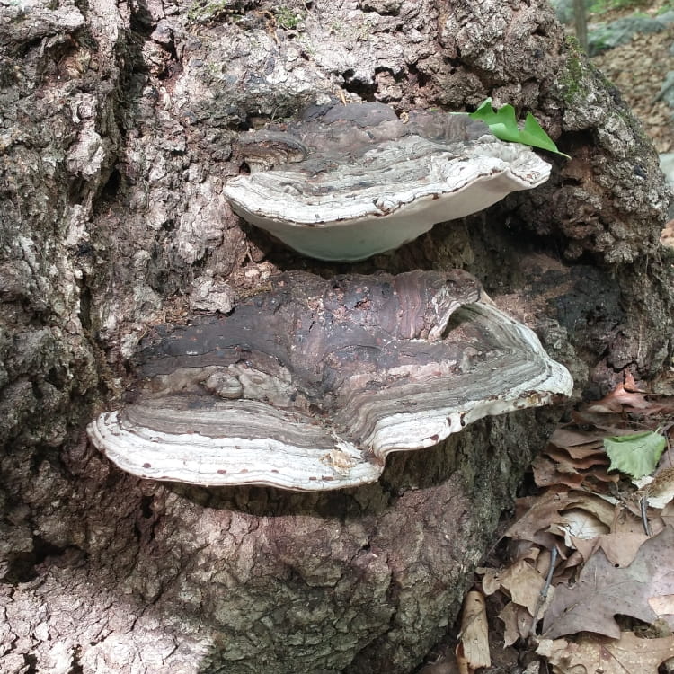 Top view of the artists' bracket showing the dull brown top which fades to white edges.