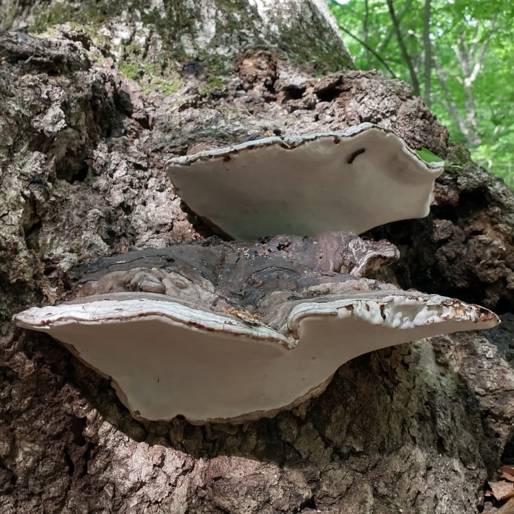 Pair of artists' bracket mushroosm with cool grayish brown tops and perfect white pores. A small caterpilar clings to the bottom of one.