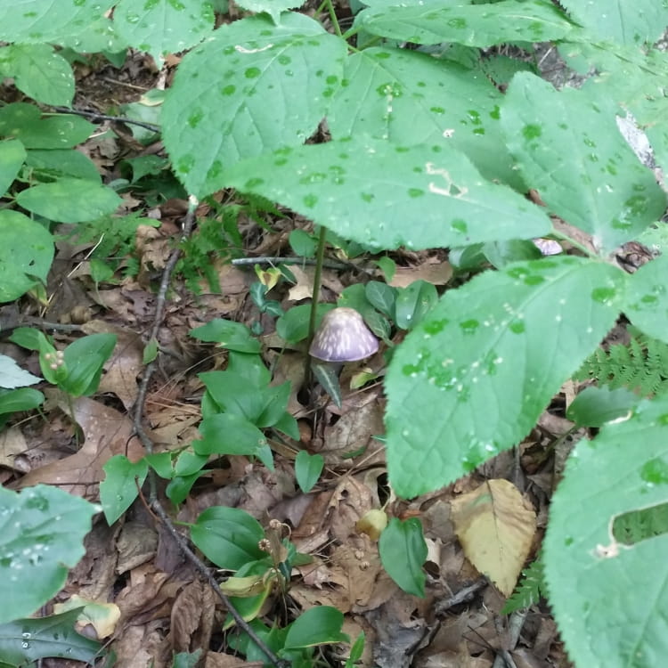 A purple mushroom sheltered by a shrub dotted with raindrops