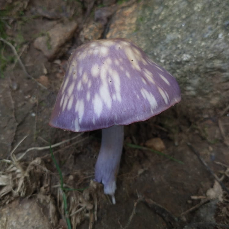 Purple gilled mushrooms with white speckles