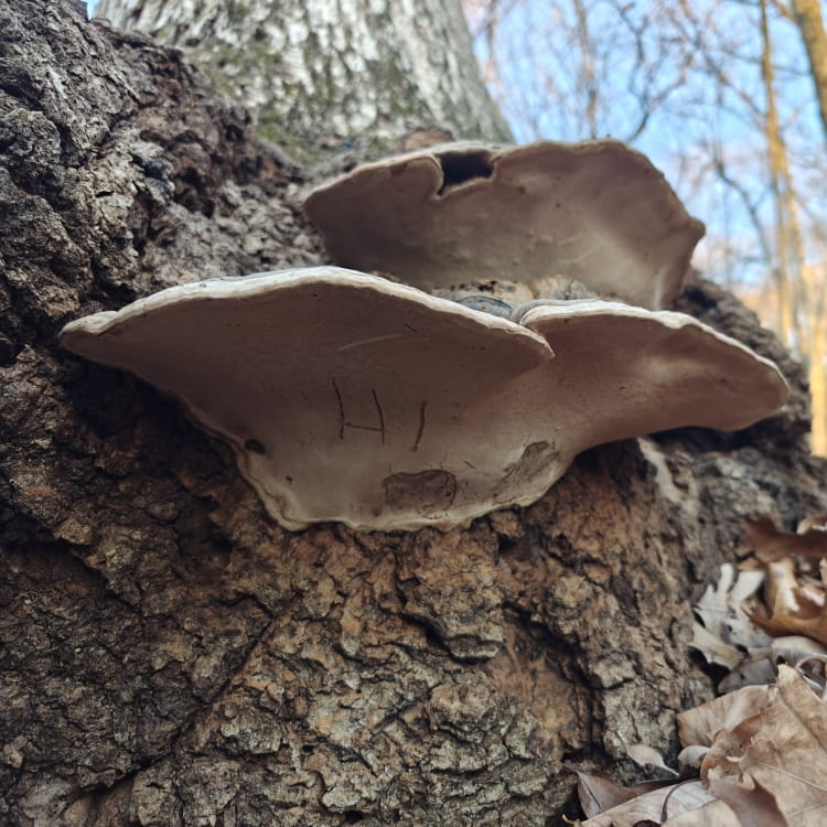 The artists' bracket with the word 'hi' scratched in the bottom