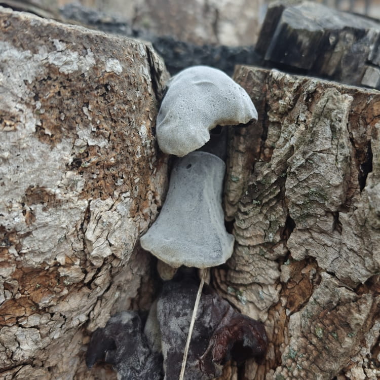 Two velvetly wood ear mushrooms nestled in the crevice of a tree trunk.