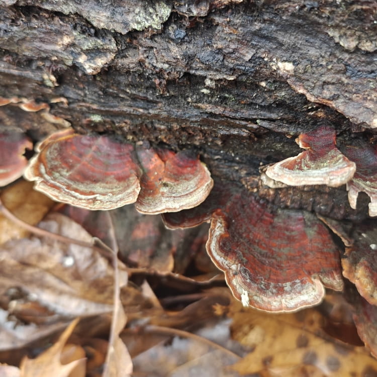 Brick red fading to light gray scaly mushrooms hanging off a tree on the ground.