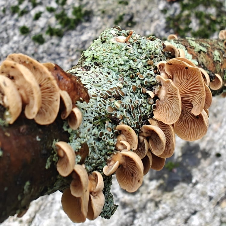 Underside of small beige gilled mushrooms amongts green lichen on a stick.