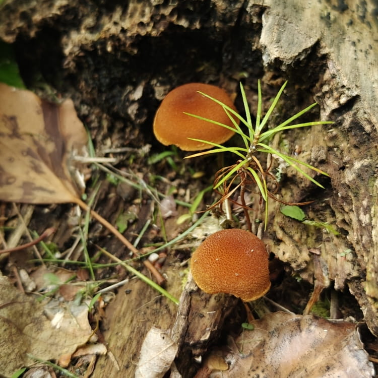 A pair of small velvety orange-red mushrooms with a texture reminiscent of a kiwi.