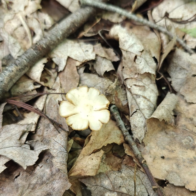 Small light tan mushroom with split edges resembling flower petals emerges from the leaf litter