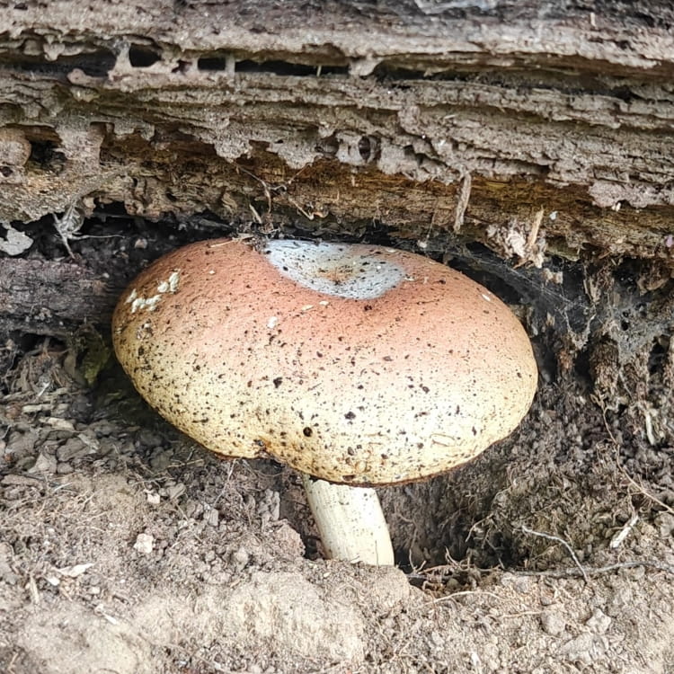Plump mushroom with a white bullseye surrounded by a sunset orange ring that fades to yellow sit below a falling log.