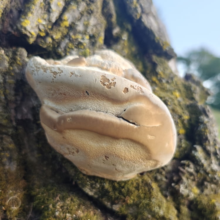 Beige and white shelf mushroom emerging from a tree stump.