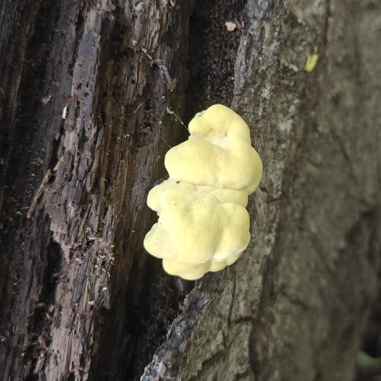 Puffy yellow mushroom just beginning to emerge from the side of a log.