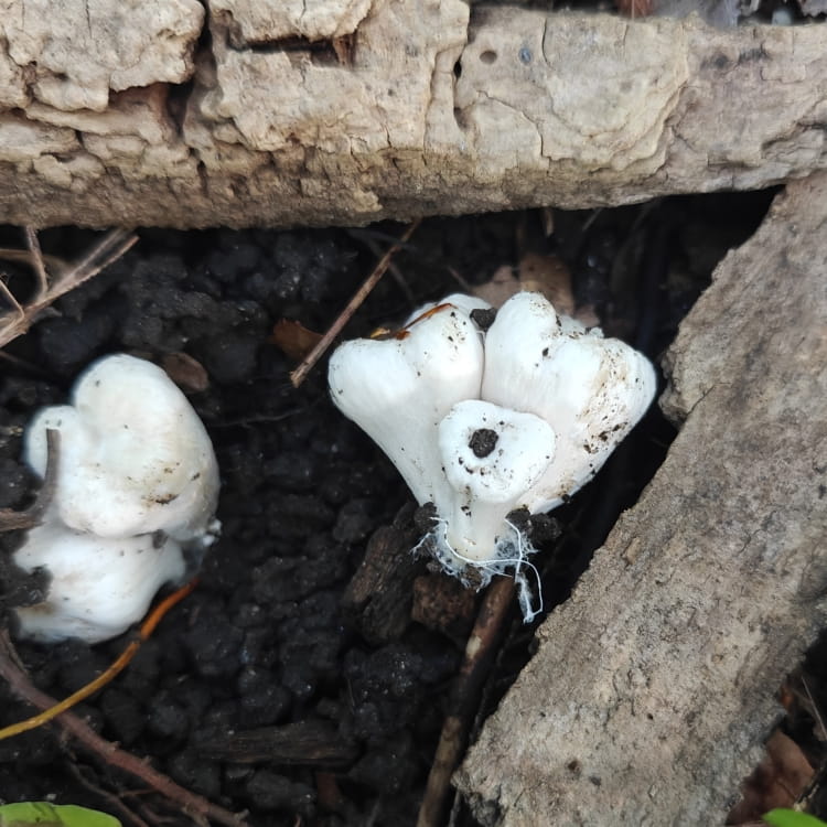 Cluster of white still emerging mushrooms very reminiscent of teeth.