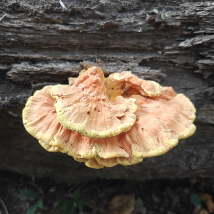 A small cluster of orange a yellow chicken of the woods mushroom
