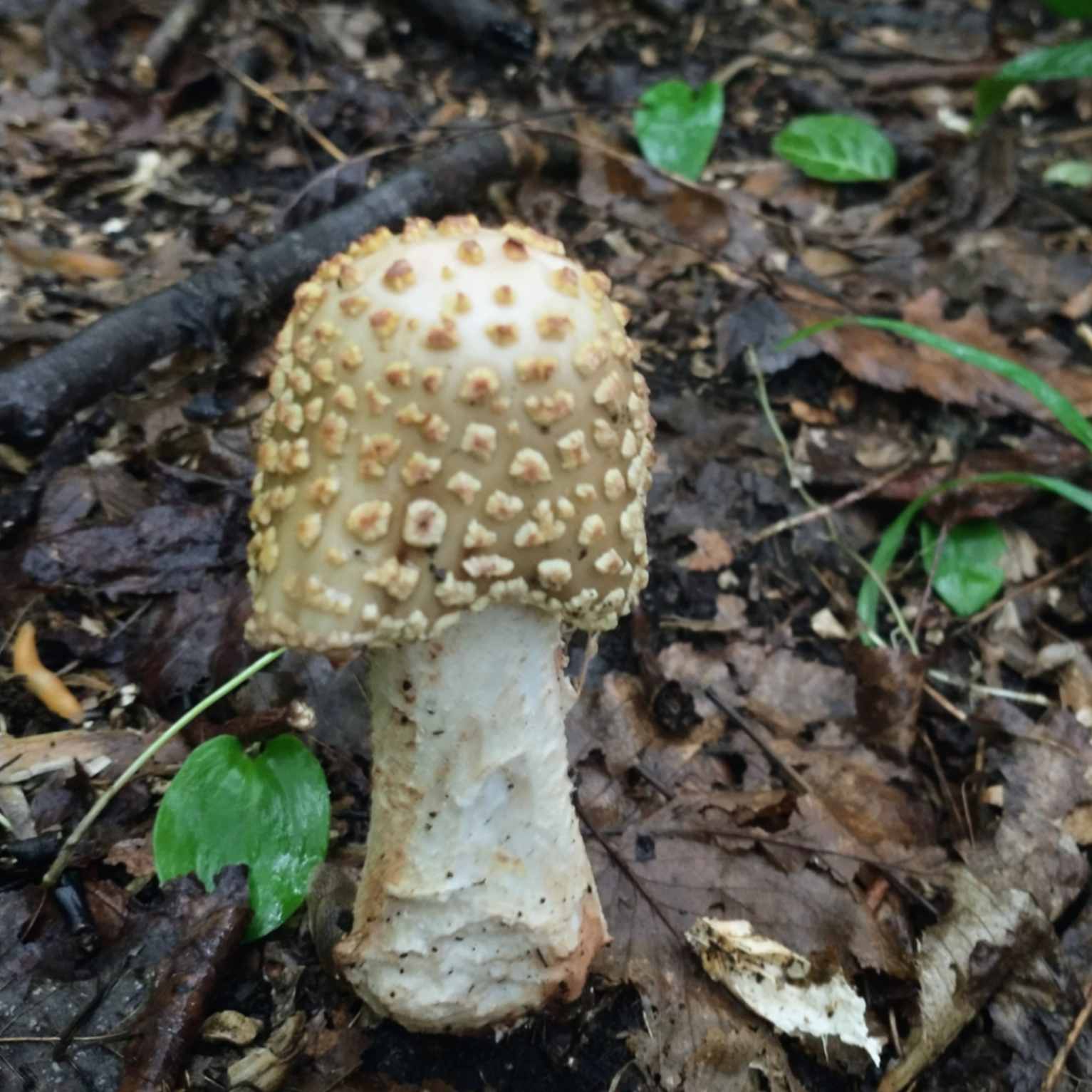 Possible Amanita mushroom.