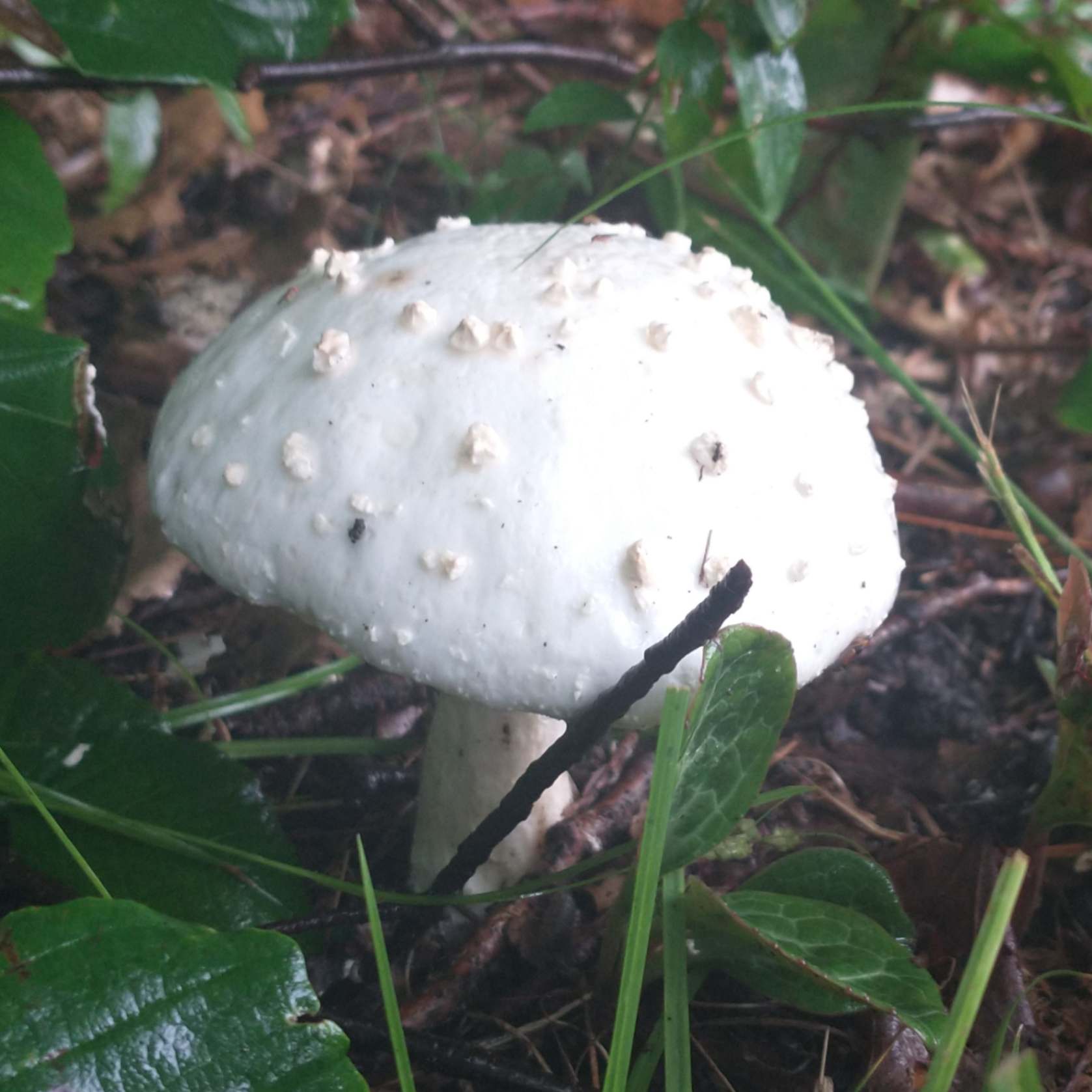 White possible Amanita mushroom.