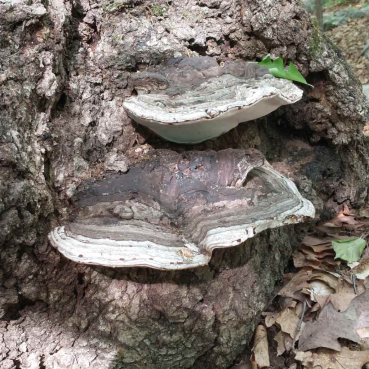 Artist's bracket mushroom with a rough cool brown top with white edges.